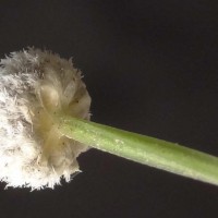 Eriocaulon quinquangulare L.